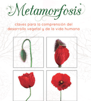 Metamorfosis